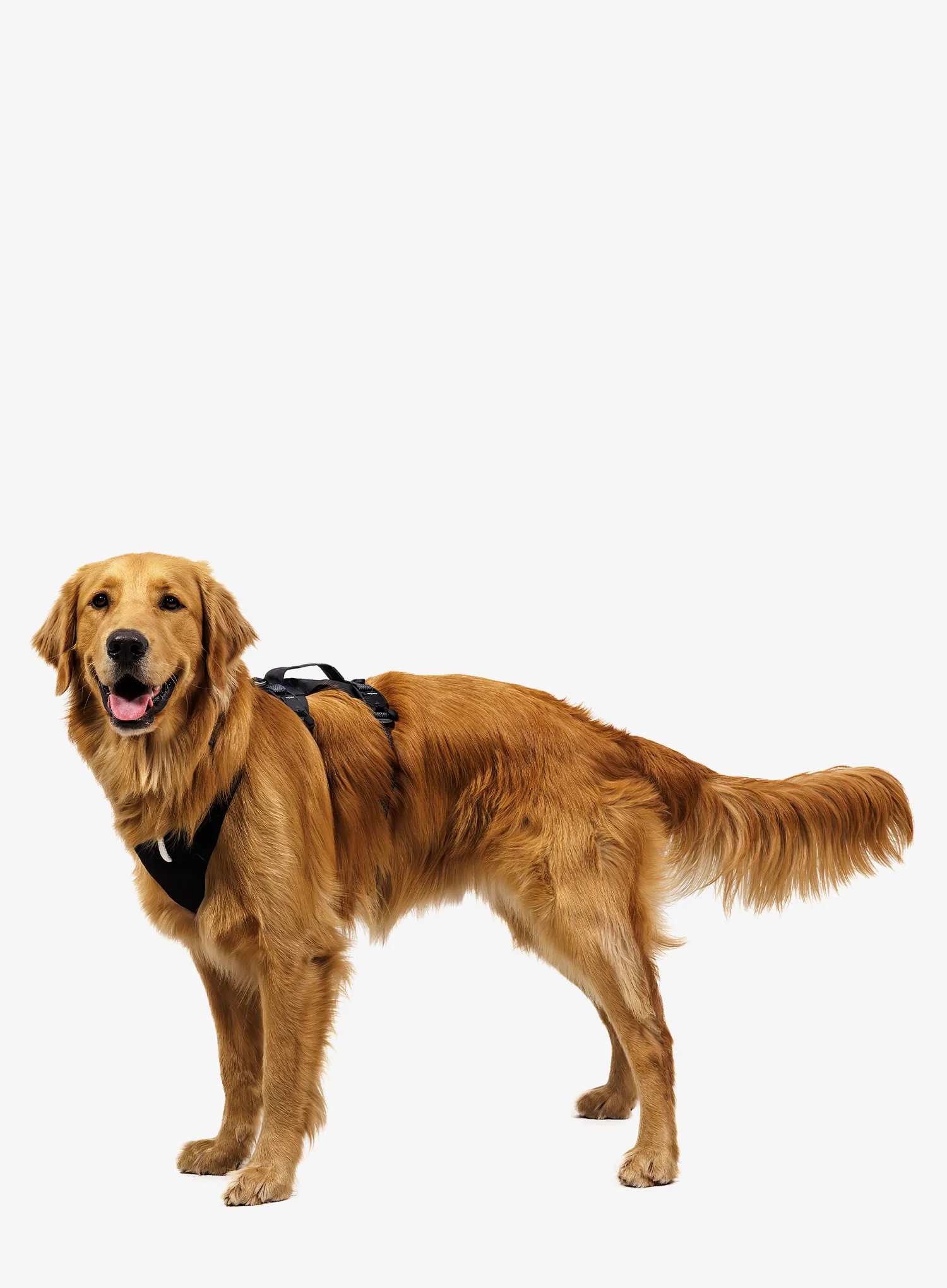 Uprtači za psa Ruffwear Ridgeline Harness - obsidian black