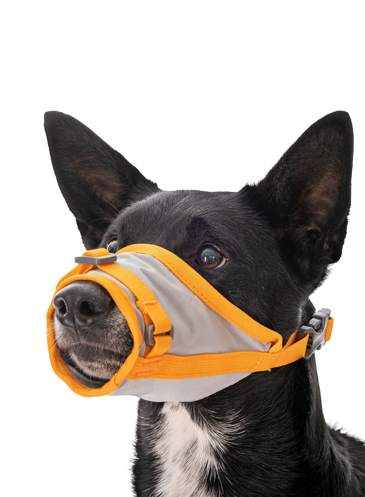 Set Ruffwear Backtrak Dog Evacuation Kit - cloudburst gray