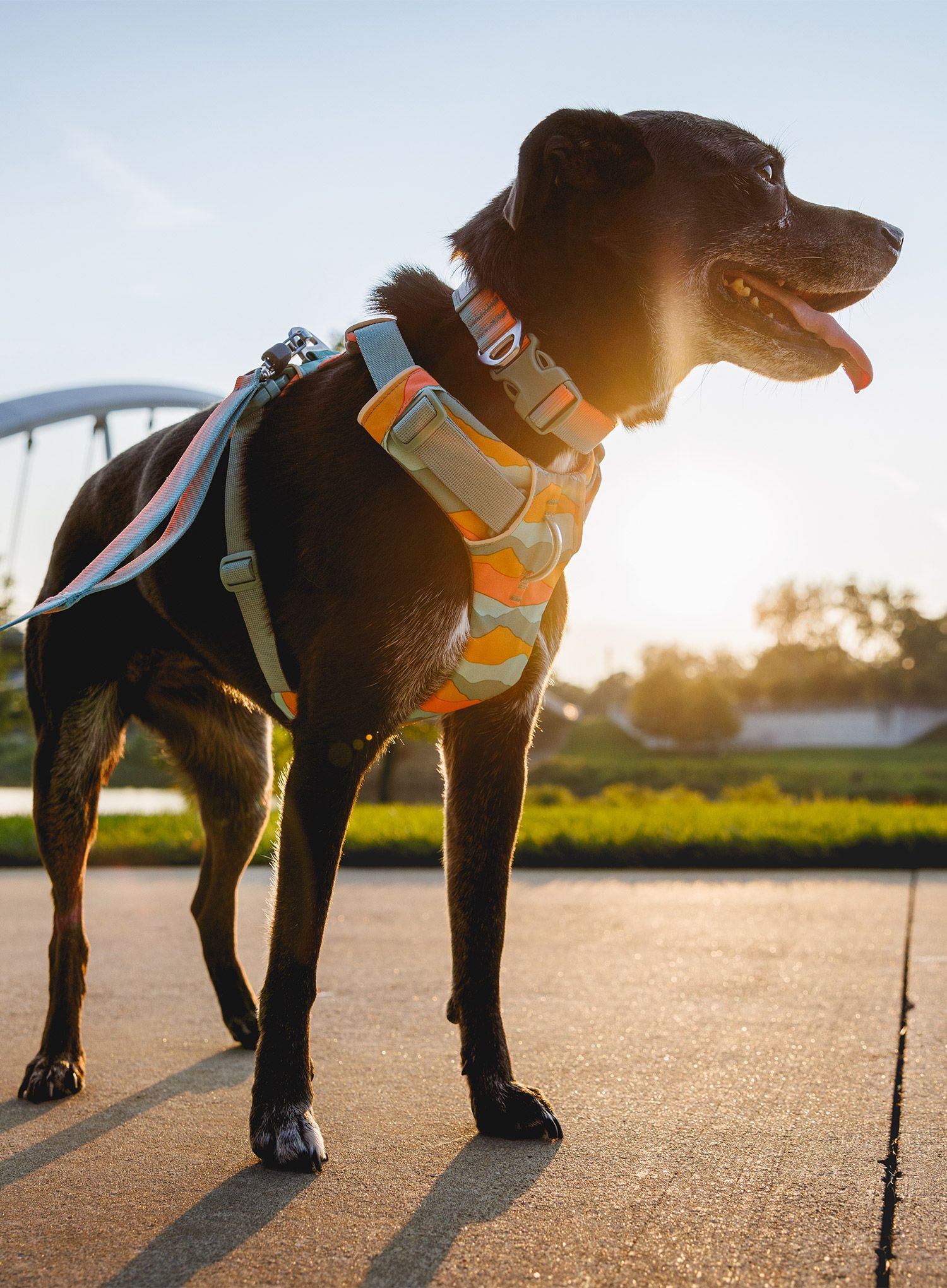 Uprtači za psa Ruffwear Front Range Harness M - spring mountains