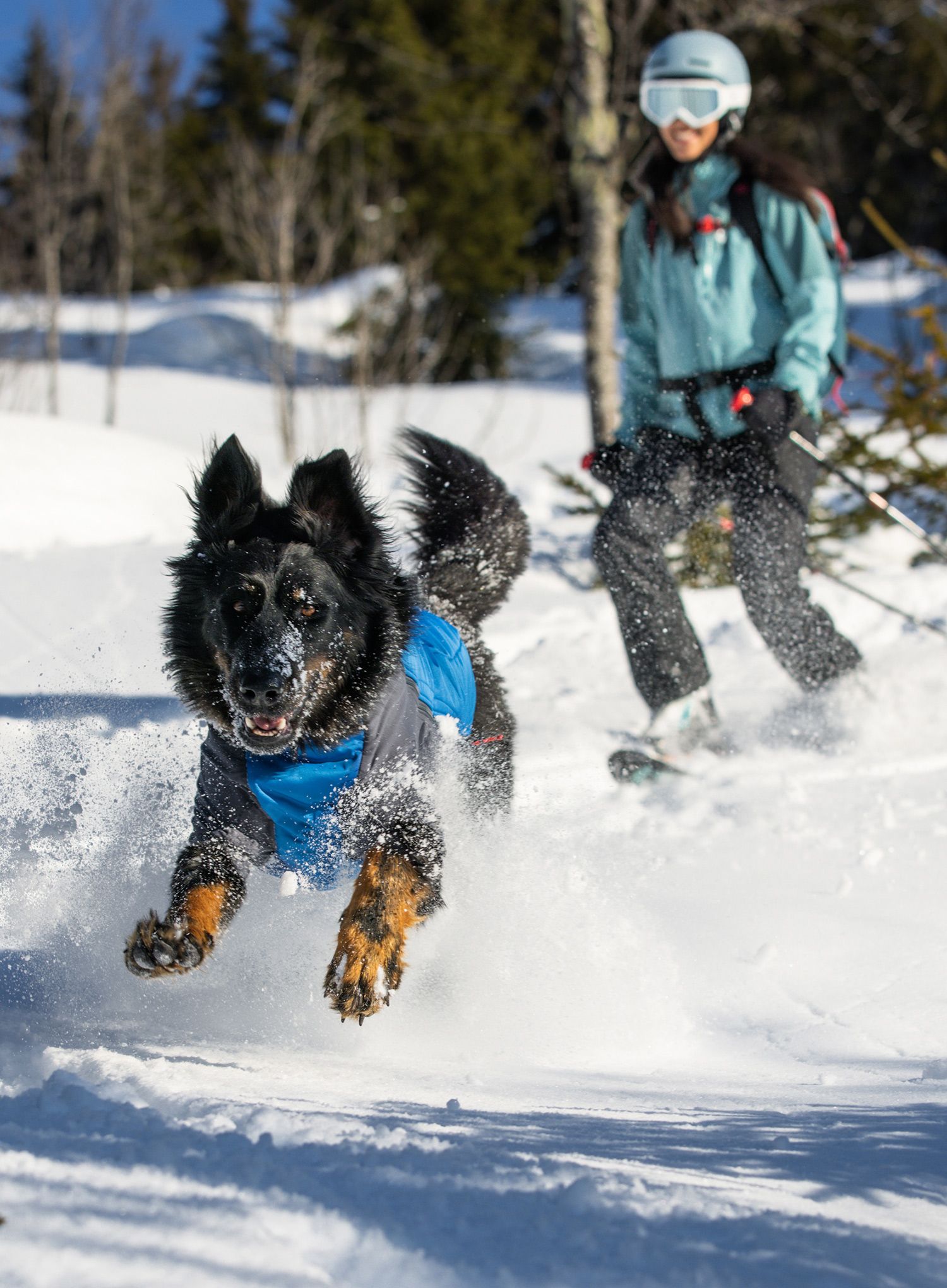 Jakna za psa Ruffwear Powder Hound Jacket - pool blue