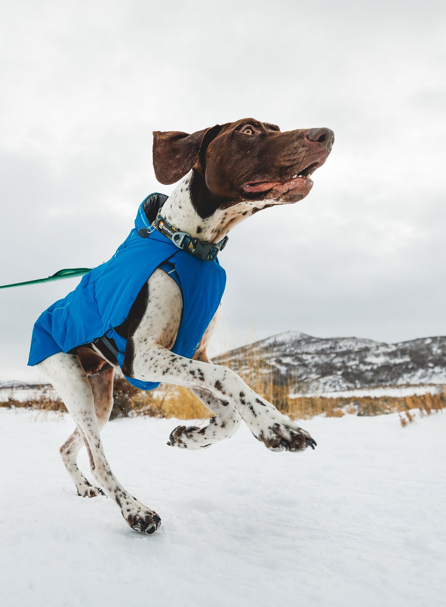 Jakna za psa Ruffwear Vert Dog Jacket - blue pool