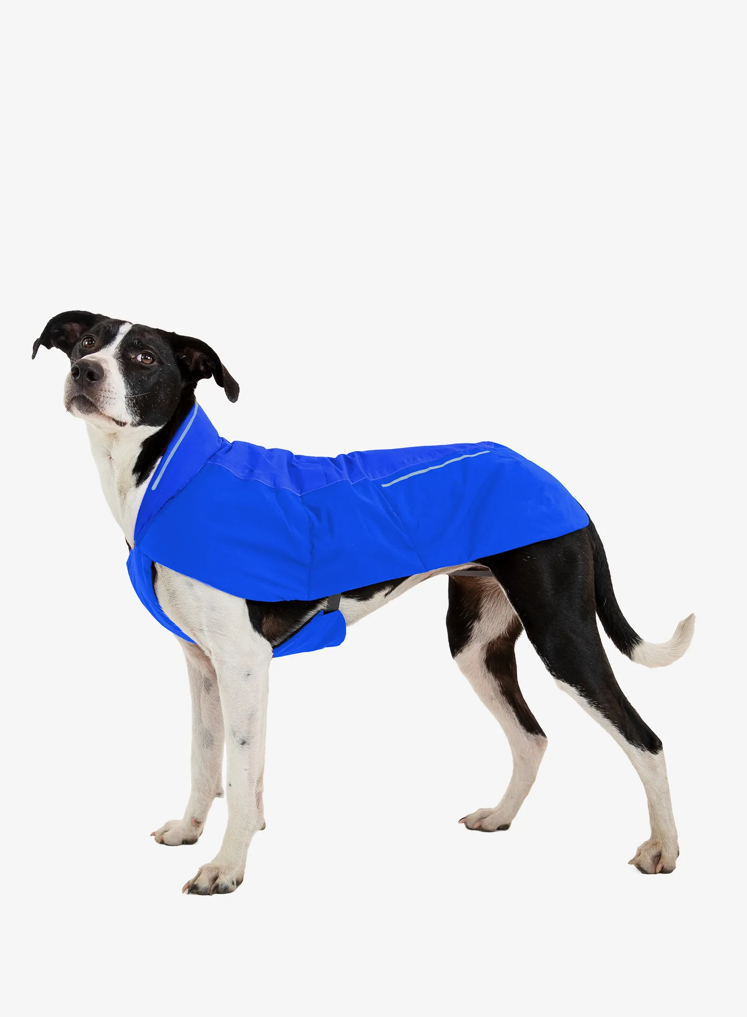 Jakna za psa Ruffwear Vert Jacket - blue pool