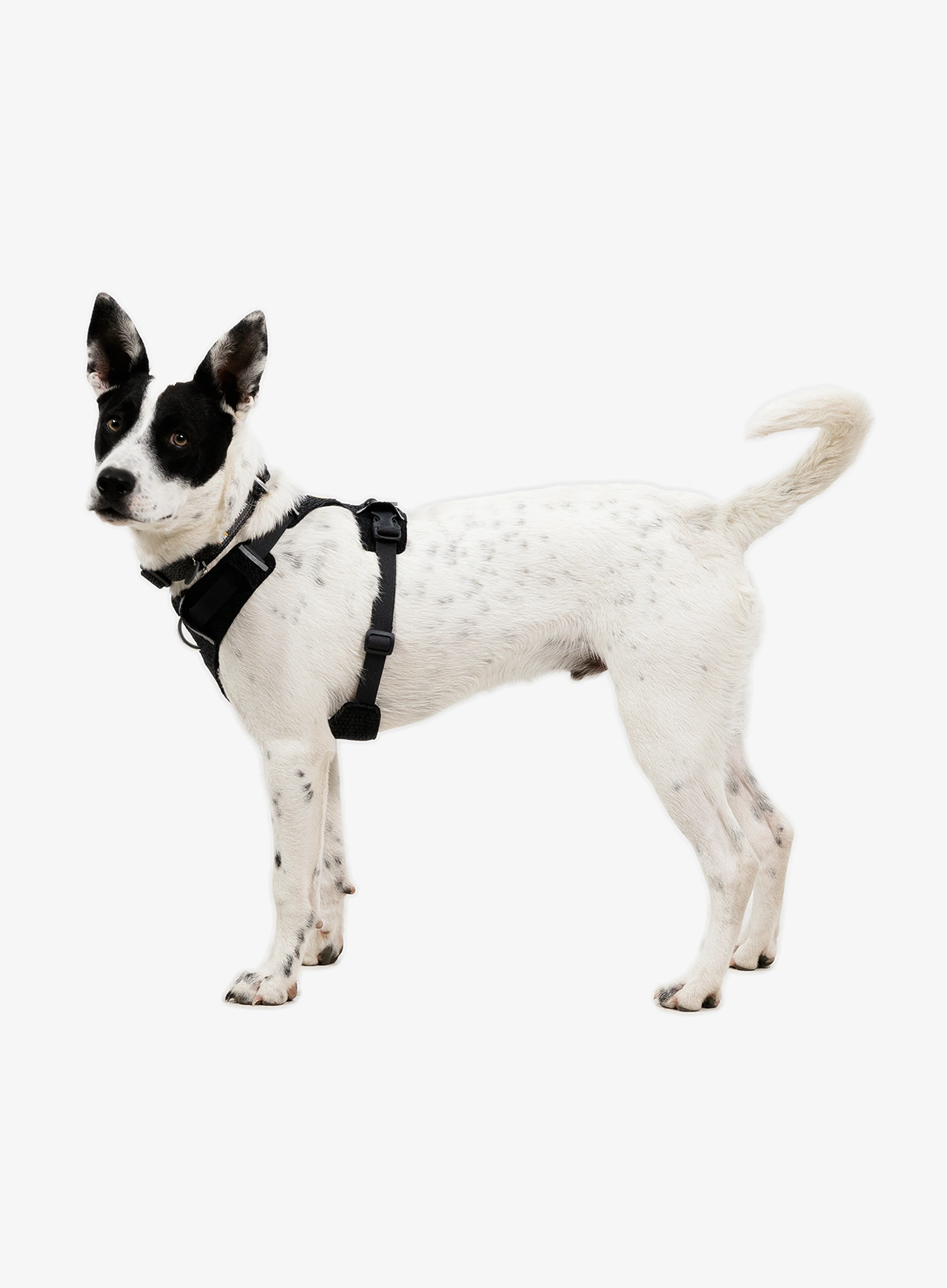 Uprtači za psa Ruffwear Front Range Flex Harness L/XL - basalt gray