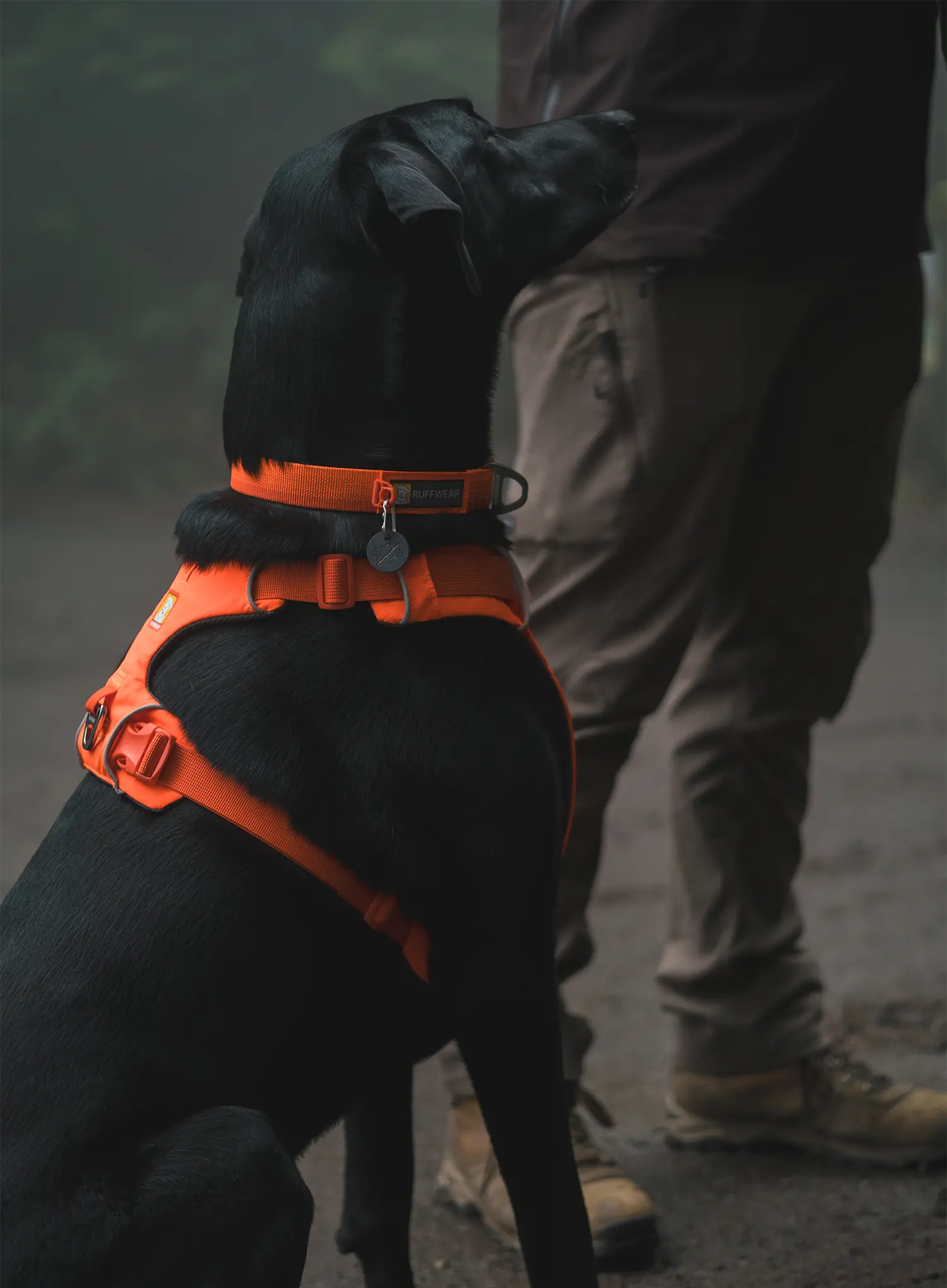 Uprtači za psa Ruffwear Web Master Harness - blaze orange