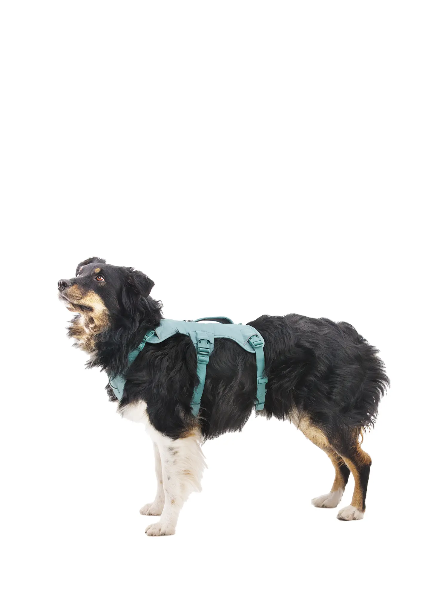 Uprtači za psa Ruffwear Web Master Harness - river rock green